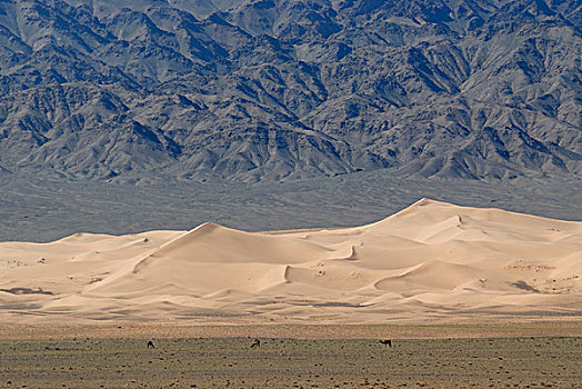 沙子,沙丘,戈壁,沙漠,正面,骆驼,国家,公园,蒙古,亚洲