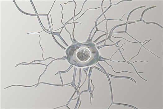 神经,细胞