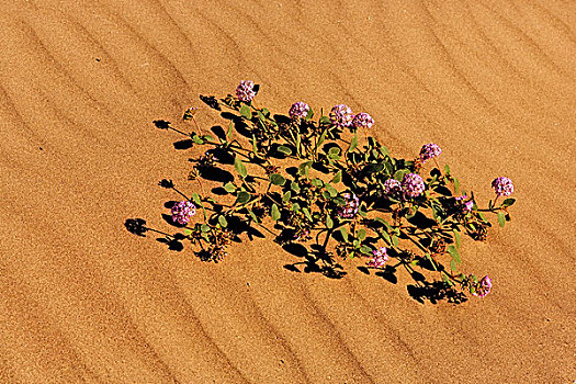 沙子,马鞭草属植物,死亡谷国家公园,加利福尼亚,美国
