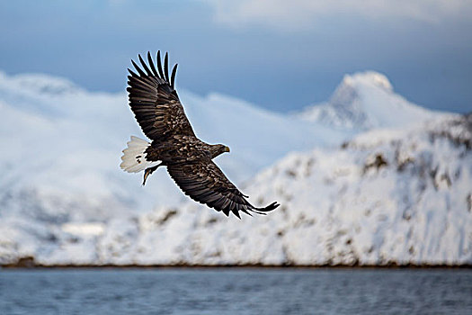 鹰,白尾海雕,正面,雪山,飞行,罗弗敦群岛,诺尔兰郡,挪威,欧洲