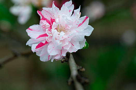 台湾樱花季,盛开的白色八重樱