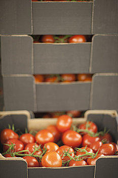 特写,板条箱,西红柿茎