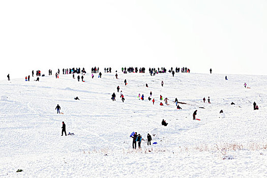英格兰,伦敦,汉普斯泰德石南园,人,滑雪橇,冬天