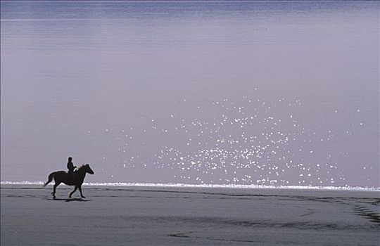 人,骑马,海滩,卡契马克湾,本垒打