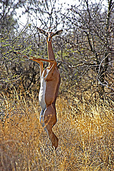 非洲瞪羚,瞪羚,长颈羚,女性,后腿站立,吃,叶子,肯尼亚