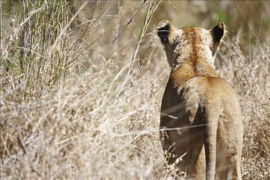 母狮,暸望,克鲁格国家公园,南非,非洲