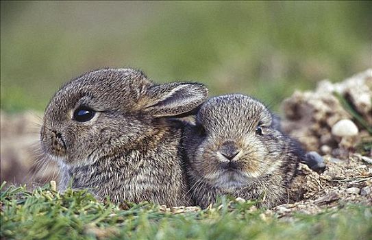 兔子,兔豚鼠属,啮齿类动物,哺乳动物,小动物,复活节,动物