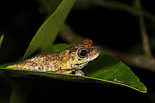 树蛙,树蟾属,河,国家公园,亚马逊河,厄瓜多尔