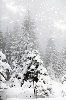 霜,遮盖,松树,雪中