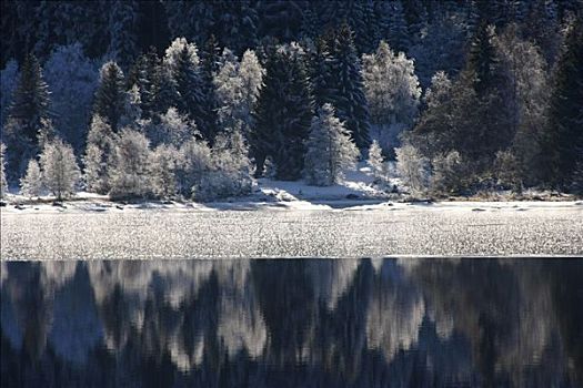 霜冻,树,反射,半冻,表面,湖,黑森林,巴登符腾堡,德国,欧洲