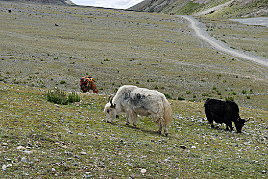 西藏阿里牦牛