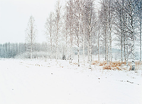 桦树,冬天,白天,瑞典