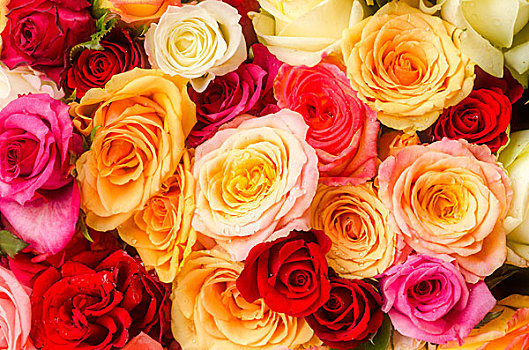 彩色,花束,玫瑰,市场,布赖施高,巴登符腾堡,德国,欧洲