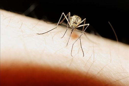蚊子,吮,血,上巴伐利亚,德国,欧洲,六月,2005年