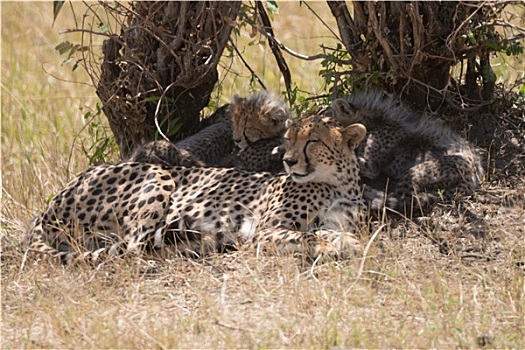 雌性,印度豹,睡觉,幼兽,灌木
