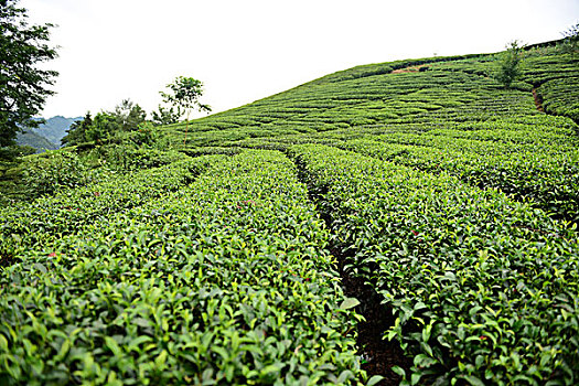 茶园茶叶风景