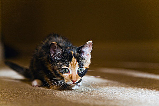 小猫,休息,地毯