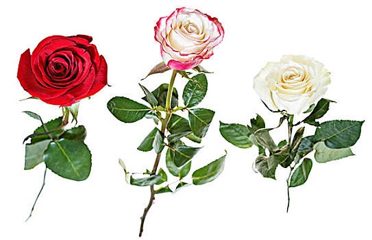 三个,玫瑰,花,隔绝,白色背景