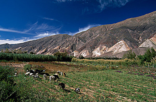 俯拍,山羊,放牧,土地,克夫拉达-德-乌马华卡,阿根廷