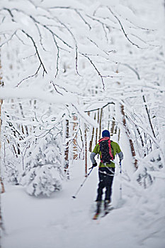 一个,男人,滑雪,旅游,积雪,硬木,边远地区,佛蒙特州,美国