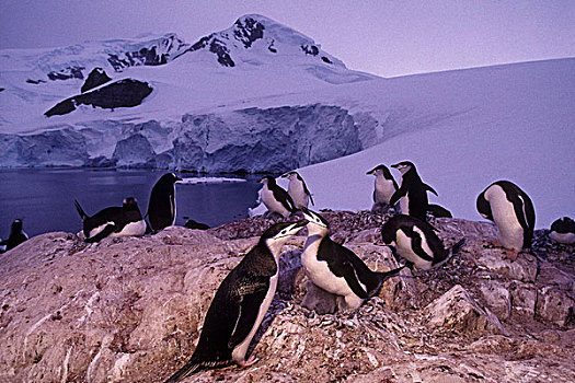 南极,海岸,帽带企鹅,南极企鹅,栖息地,黄昏,脚,冰河