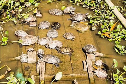 群,龟,水塘