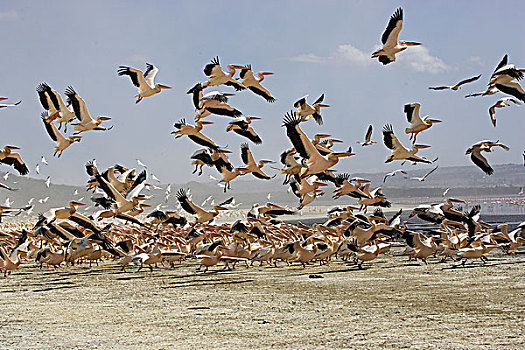白鹈鹕,群,飞行,起飞,纳库鲁湖,肯尼亚