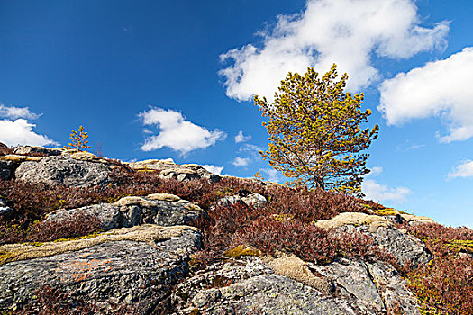 小,松树,落基山,挪威