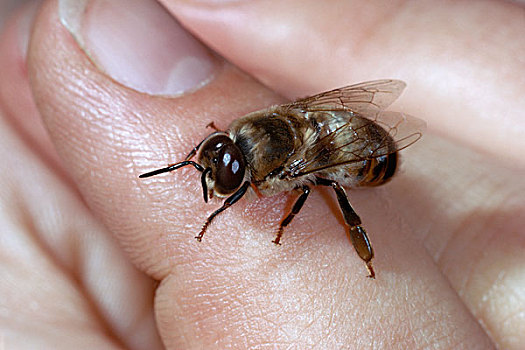 蜜蜂,意大利蜂,手,记事本,大,眼睛