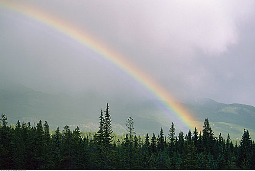 彩虹,上方,树林,碧玉国家公园,艾伯塔省,加拿大