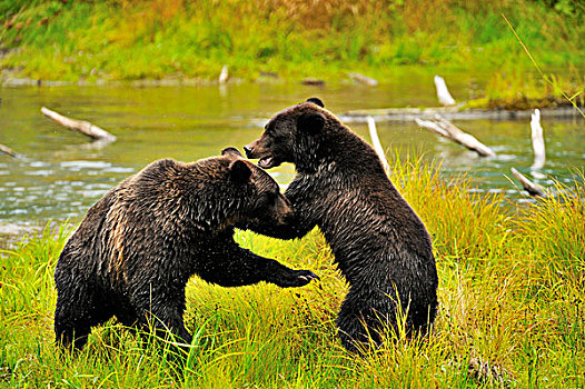 大灰熊,玩耍,强势,鱼,溪流,通加斯国家森林,西南,阿拉斯加,靠近,城镇