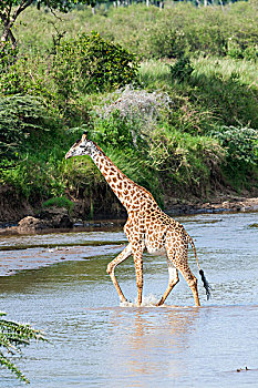 长颈鹿,马赛长颈鹿,马赛马拉野生动物园,马拉河,肯尼亚,非洲