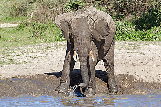 大象,站立,边缘,水塘,开端,象鼻,满,水,喝,溅