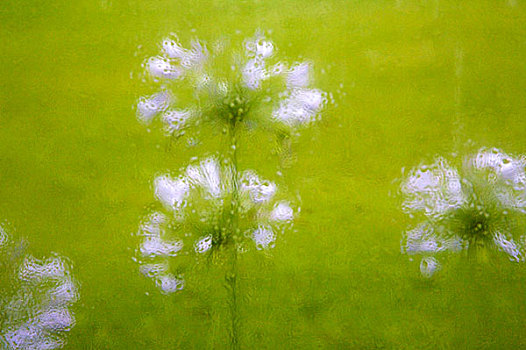 模糊,雨,水,窗户,绿色,植被,紫色,花,背影,路易斯安那,美国