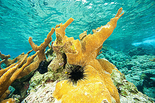 大,珊瑚,浅水,海胆,托托拉岛,英属维京群岛,加勒比