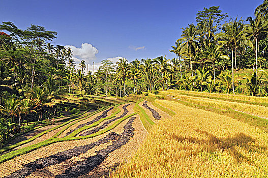 梯田,稻田,巴厘岛,印度尼西亚