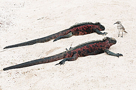 海鬣蜥,一对,晒太阳,加拉帕戈斯嘲鸫,加拉帕戈斯群岛,厄瓜多尔