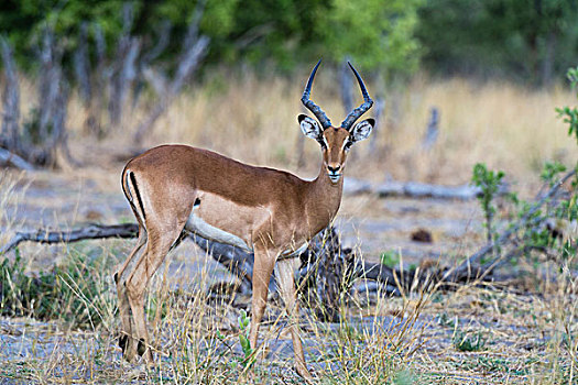 头像,黑斑羚,萨维提,湿地,乔贝国家公园,博茨瓦纳