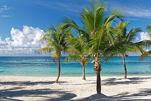 梦幻爱情海滩,沙滩,棕榈树,蓝绿色海水,公园,岛,绍纳岛,加勒比,多米尼加共和国,中美洲