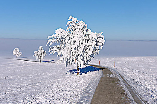 树,白霜,冬季风景,瑞士
