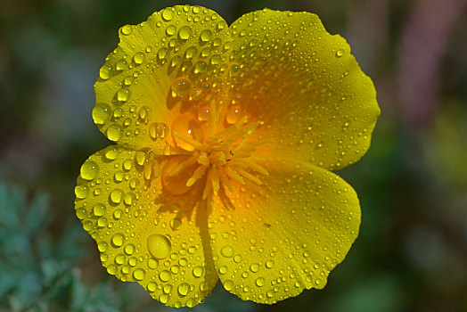 金色,罂粟,雨