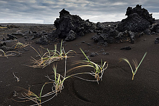 草,风,黑沙,堆积,火山岩,南方,半岛,雷克雅奈斯,冰岛,欧洲