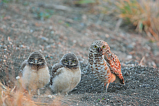 两个,穴鸮,幼禽,鸟窝,洞,母兽,旁侧,萨斯喀彻温,加拿大