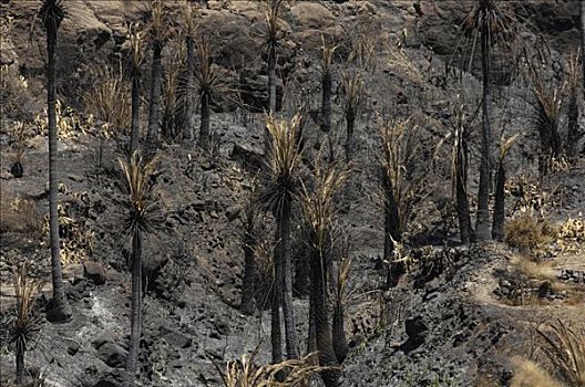 手掌,小树林,烧,2007年,树林,火,大卡纳利岛,加纳利群岛,西班牙