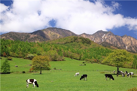 母牛,高原