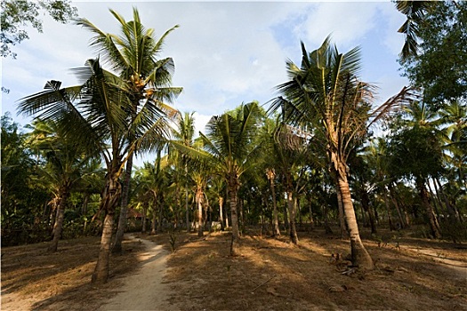 椰子树,树,巴厘岛,印度尼西亚