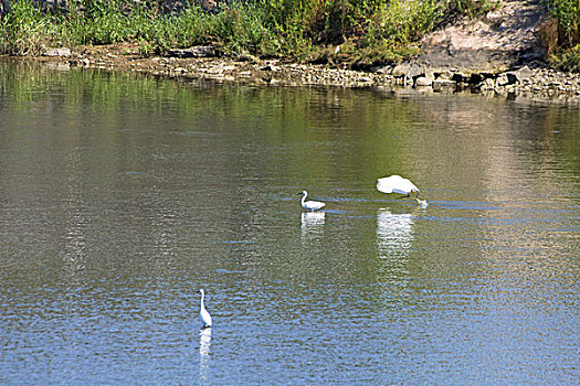 湖中的白鹤