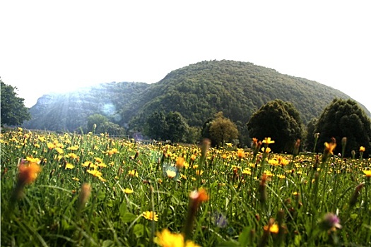 花,风景