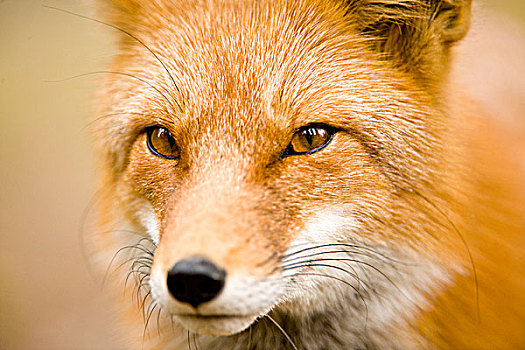 红狐,狐属,肖像,不列颠哥伦比亚省,加拿大
