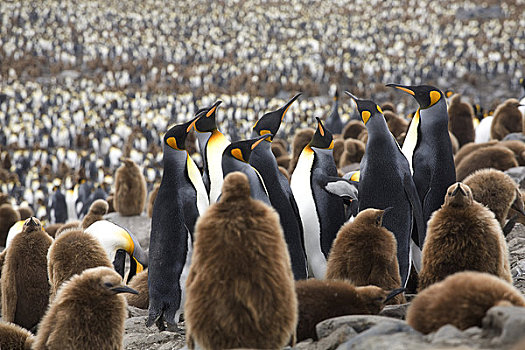 帝企鹅,生物群,南乔治亚,南极